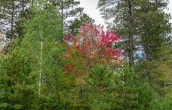 6249 Sunset Circle, Biwabik, MN 55708