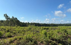 0 CB Byrd Rd., Many, LA 71449