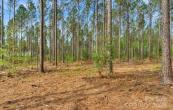 Old Nunnery Farm Road unit: 2, Fort Lawn, SC 29714