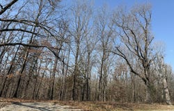 Walnut Springs Drive lot: 112, Cape Fair, MO 65624