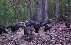 40 Acres County Road 414, Flat Rock, AL 35966