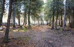 336 E PONTCHARTRAIN TRL, HESSEL, MI 49745