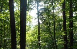 Rabbit Lane lot: 22&23, Franklin, NC 28734