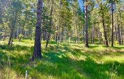45 Osprey Drive E, Thompson Falls, MT 59873