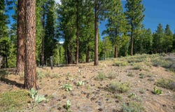 20 S Ridge Road, Portola, CA 96122
