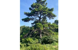 Tract 4 E1252 Road, Whitefield, OK 74472