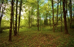 Route 52, Wawarsing, NY 12489
