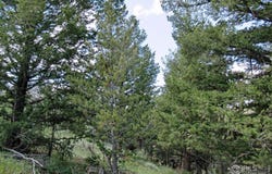 Livermore, CO 80536