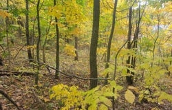 74032 Ridgeway Drive, Lawton, MI 49065