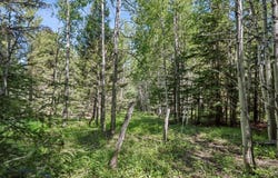 Smokey Mountain Drive, Anaconda, MT 59711