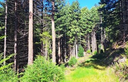 403.131042 Redmond Road, Eureka, CA 95503