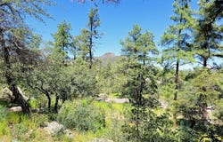1753 Conifer Ridge Lane, Prescott, AZ 86303
