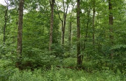 Whippoorwill Road, Cranberry, PA 16319