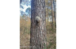 County Road 48, Gloster, MS 39638