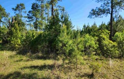 19265 SE Wrennie Moody, Blountstown, FL 32424
