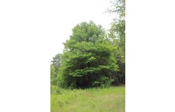 18.17 Acres CR 1190, Grapeland, TX 75844