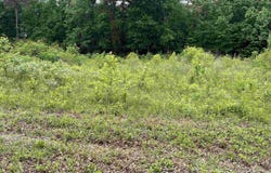 Lot #13 Country Cove Road, Crossville, AL 35962