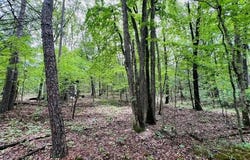 000 Boiling Springs Road, Licking, MO 65542