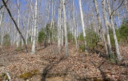 0 Upper Back Creek Road, Monterey, VA 24465