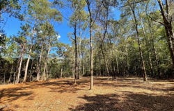 Old Hwy 49, Saucier, MS 39574
