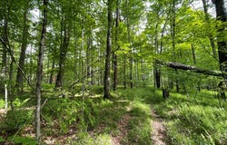 00 Mystery Mountain Lane, Coudersport, PA 16915
