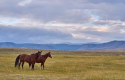 Sheep Mountain Road, Centennial, WY 82055