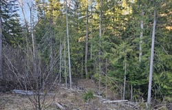 NKA Alder Way, St. Maries, ID 83861