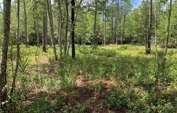 361 Ash Road lot: 32&33, Boiling Spring Lakes, NC 28461