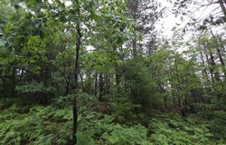 16844 Evergreen Drive, Wolverine, MI 49799