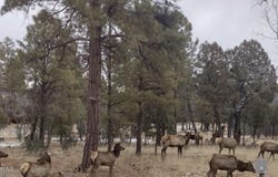 2634 SAN JUAN Drive, Happy Jack, AZ 86024