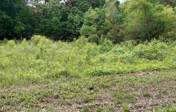 Lot #14 Country Cove Road, Crossville, AL 35962