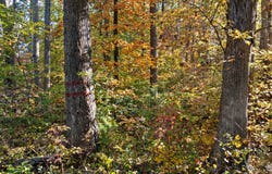 Skipwith Road, Boydton, VA 23917