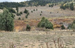 Cow Camp dr, Bancroft, ID 83217