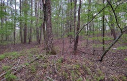 1 Rubi Lane, Hot Springs Village, AR 71909