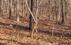 0 County Road 426, Ellington, MO 63638