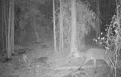 0 BOONE RD #PARCEL 463, CRISFIELD, MD 21817