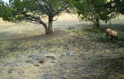 0 Davis Creek Rd., John Day, OR 97845
