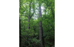 000 Old Dolph Road, Pineville, AR 72566