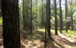1054 Pine Point Lane, Tignall, GA 30668