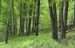 Woodland Hills Road, Andes, NY 13731