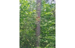 000 Pontius Road SE, Kalkaska, MI 49646
