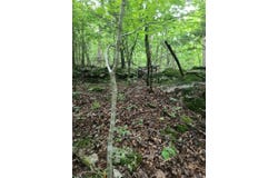 000 Old Dolph Road, Pineville, AR 72566