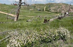 598 Mount McConnell Dr, Livermore, CO 80536