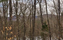 184 Schoolhouse Rd, Jamaica, VT 05343