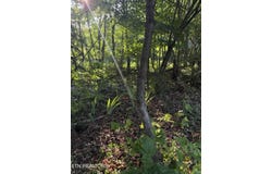 Lot 8 Catoosa Woods Drive, Lancing, TN 37770