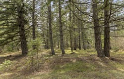 20 SILVA CUTOFF RD, Lyle, WA 98635