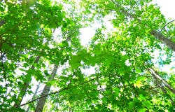 Lot 10A THUNDER RD, KING GEORGE, VA 22485