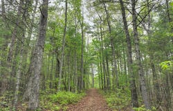Lot 14 Watersong Trail, Ellijay, GA 30540
