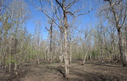 TBD Atchafalaya Hwy., Breaux Bridge, LA 70517