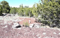 20203017 Griffin Road, Williams, AZ 86046